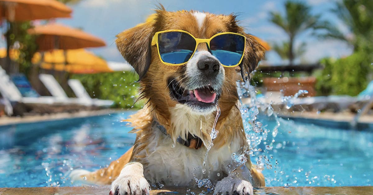 Dog wearing yellow sunglasses splashing in a swimming pool on a sunny California day.