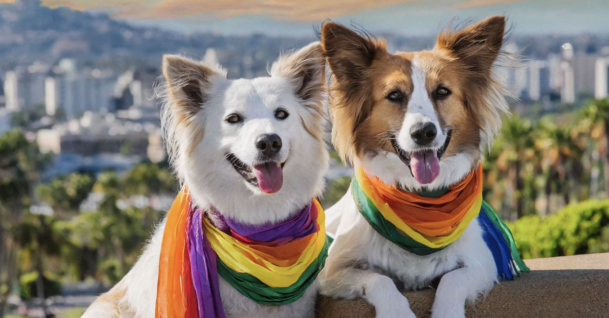Two happy dogs wearing rainbow bandanas sitting outdoors with a city skyline in the background.