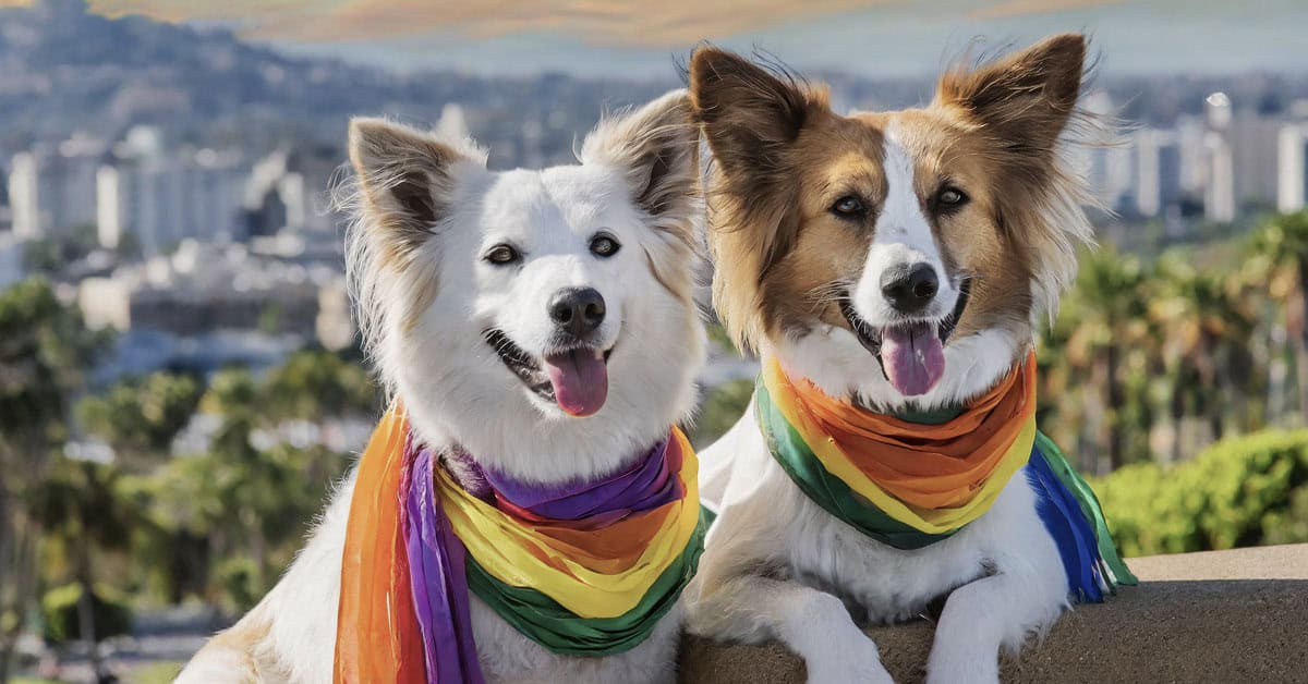 Two happy dogs wearing rainbow bandanas sitting outdoors with a city skyline in the background.