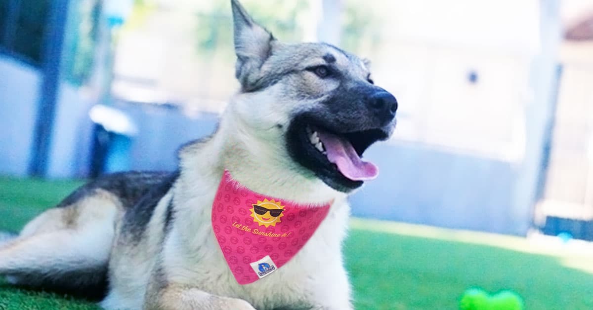 Dog wearing California Sun reversible bandana by Bone Voyage, lifestyle photo featuring Harper outdoors