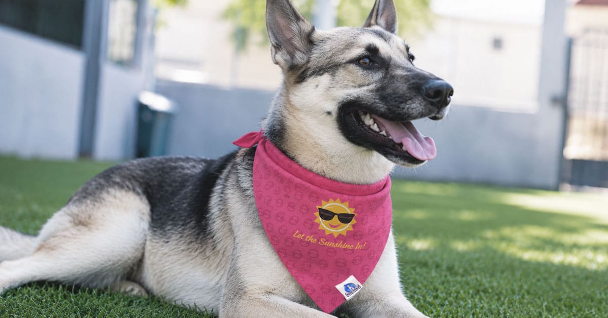 Dog wearing California Sun reversible bandana by Bone Voyage, lifestyle photo featuring Harper outdoors